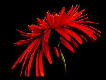 LARGE RED, beautiful, large, close up, daisies, sunflowers, daisy, red, flowers, red on black, macro HD wallpaper
