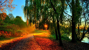 An Autumn Walk, sun, path, leaves, landscape, trees, sky HD wallpaper