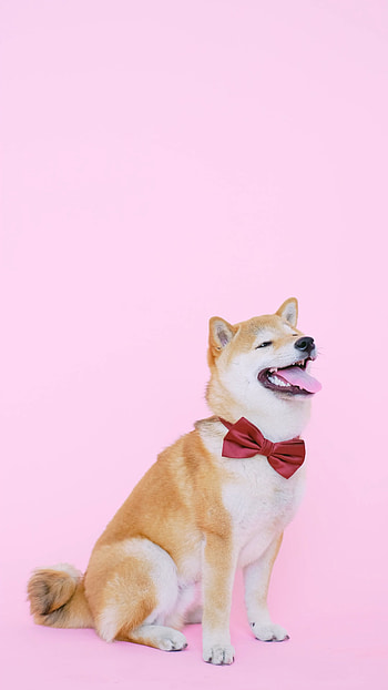 Hokkaido Dog, Cute dog, Bow tie HD phone wallpaper