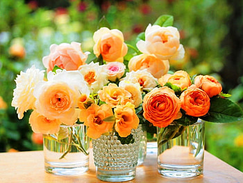 Yellow roses, colorful, natural, roses, beautiful, summer, vases, bright, yellow, nature, flowers, shades, sun HD wallpaper