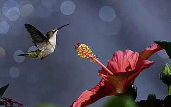 Stigma, Hibiscus HD wallpaper