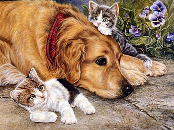 Play with us, kitten, dog, friends, play HD wallpaper