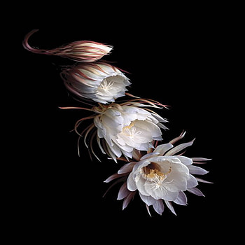 orchid cactus, orchid, white, cactus, flower HD wallpaper