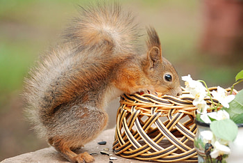 Animals, Squirrel, Flowers, Basket, Climb, Curiosity HD wallpaper