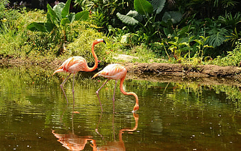 Animals, Water, Trees, Flamingo, Couple, Pair, Stroll HD wallpaper