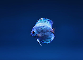 Blue fish, close up HD wallpaper