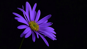 Purple Flower Blossom, purple, flowers, blossom HD wallpaper