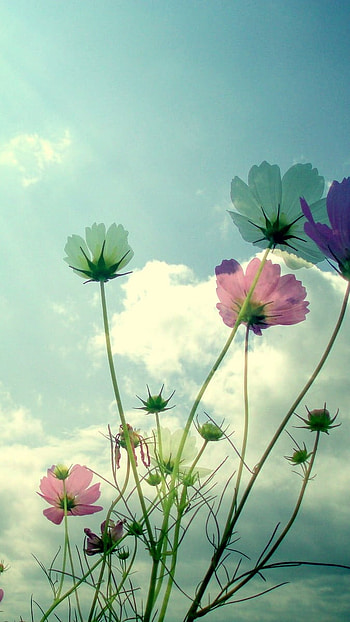 May, Sky Background HD phone wallpaper