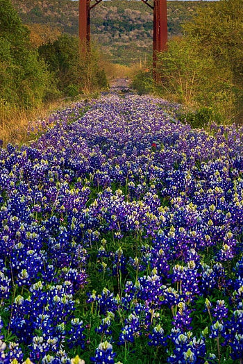 Bluebonnet, Texas, Springtime beauty, Wildflower fields HD phone wallpaper