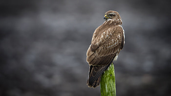 Buzzard, animal, nature, bird HD wallpaper