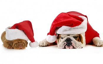 Christmas puppies, dog, animal, white, craciun, puppy, christmas, red, couple, santa, hat HD wallpaper
