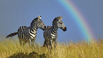 Zebras and rainbow, africa, rainbow, animals, nature, zebras HD wallpaper