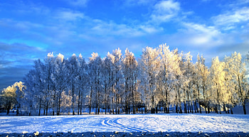 Trees, winter, landscape HD wallpaper