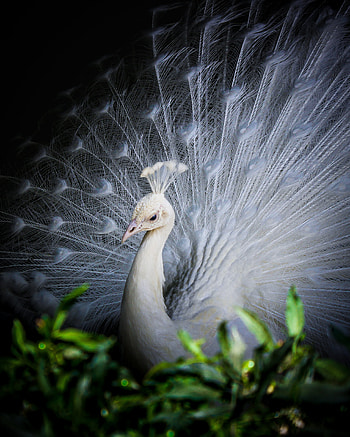 White Peacock, peafowl, dancing HD phone wallpaper