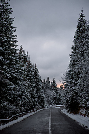 Winter, Nature, Trees, Snow, Road HD phone wallpaper