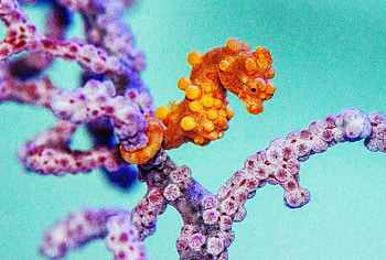 Seahorse, Adorable creature, Fingernail-sized, Wired HD wallpaper