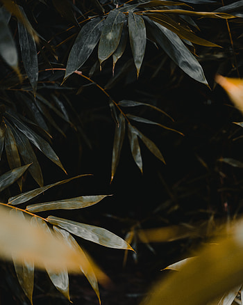Nature, Leaves, Plant, Branches HD phone wallpaper