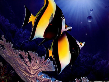 Salt Water Beauties, FISH, BEAUTY, NATURE, OCEANS HD wallpaper
