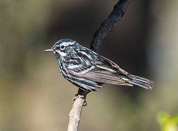 Black-and-white warbler (Mniotilta varia) in Prospect Park, Brooklyn, New York USA, Animal, warbler HD wallpaper