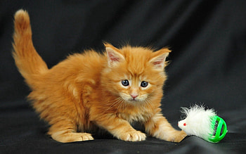 Animals, Kitty, Kitten, Toy, Playful, Kid, Tot, Shoot, ession HD wallpaper