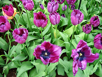 Flowers, Tulips, Greens, Flower Bed, Flowerbed, Disbanded, Loose HD wallpaper