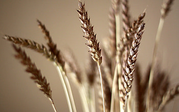 Macro, Branch, Bouquet, Ears, Spikes, Stem, Stalk HD wallpaper