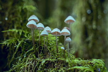 Macro shot of small white mushrooms growing on mossy forest floor with vibrant greenery. HD wallpaper