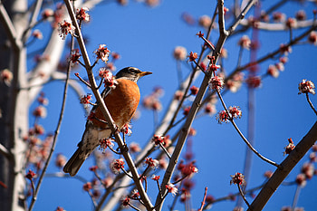 Animals, Bird, Branches, Bloom, Flowering HD wallpaper