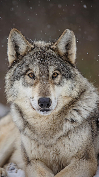 Wolf, Wild Animal Wolf HD phone wallpaper