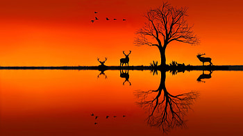 Elk On Horizon Sunset Evening, elk, animals, sunset, evening, horizon HD wallpaper