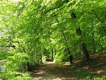 Cozy Pathway, trees, leaves, green, path HD wallpaper