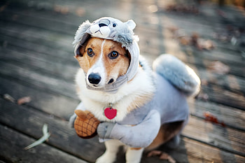 Animals, Squirrel, Dog, Costume HD wallpaper
