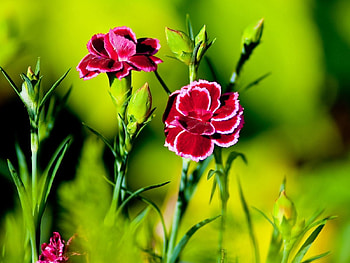 Flowers, Carnations, Greens, Sharpness HD wallpaper