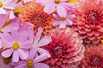 Flowers, flower, carpet, pink, skin, texture, cosmos, chrysanthemum HD wallpaper
