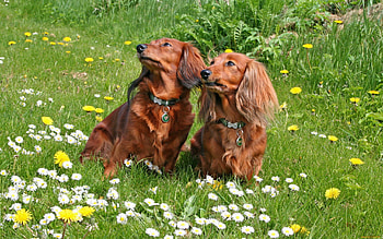 Animals, Dogs HD wallpaper