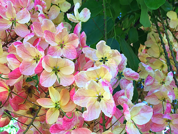 Rainbow Shower Tree, shower, rainbow, flower, tree HD wallpaper