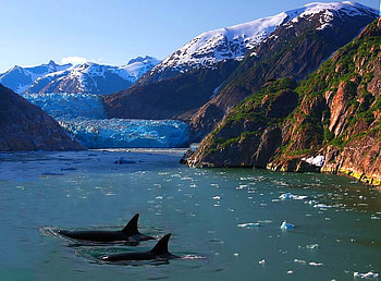 Sharks near Mountains, beautiful HD wallpaper