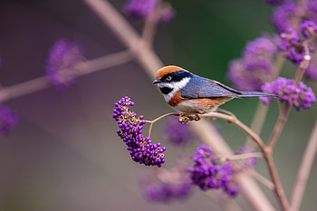 Little bird, Flowers, Bird, Nature, Branch HD wallpaper