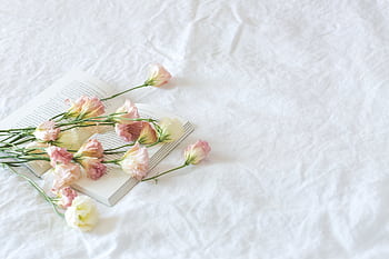 Delicate pink flowers rest elegantly on an open book, captured on a white textured background for a serene and romantic ambiance. HD wallpaper