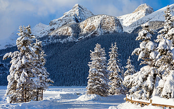Banff in Winter, trees, winter, banff, snow HD wallpaper