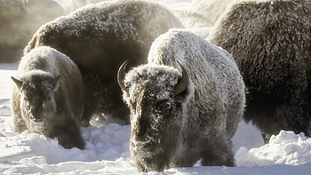 American bison in ultra , Exceptional bison , Breathtaking buffalo , Detailed buffalo representation HD wallpaper