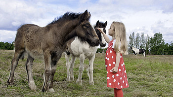 Grass, Miscellanea, Miscellaneous, Girl, Stroll, Child, Pony HD wallpaper