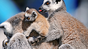 Ring Tailed Lemur, Lemur collection, Wildlife in Madagascar, Playful creature HD wallpaper