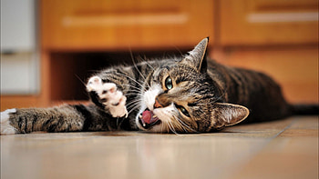 Animals, Cat, To Lie Down, Lie, Muzzle, Playful, Paw HD wallpaper