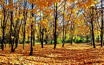 Nature, Autumn, Forest, Park, Leaf Fall, Fall, Alley, Shadows, Teen, Young Growth HD wallpaper