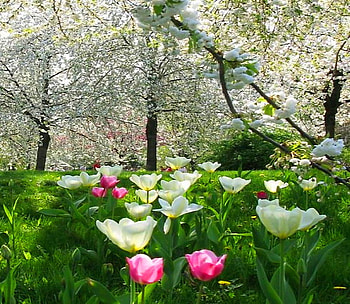 April forest, trees, white blossoms, pink flowers, spring, forest, white flowers HD wallpaper