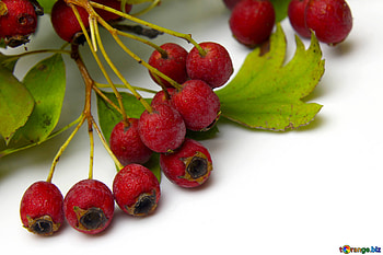 Sauces and condiments, Barberry berries, Isolated, Health HD wallpaper