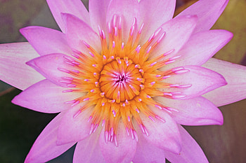 Close up, pink water lily, bloom HD wallpaper