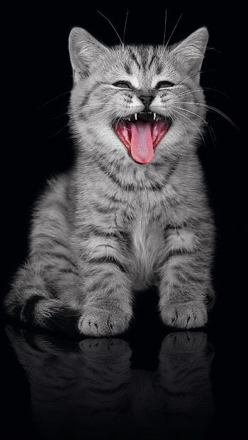Purrfect Pocket: Playful Kitten , kitten, Animal, cat HD phone wallpaper