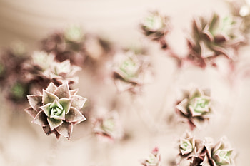 Flowers, Flower, Plant, Indoor Plant, Houseplant HD wallpaper